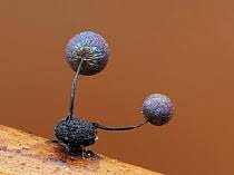 Attēlu rezultāti vaicājumam “Didymium nigripes stalked”