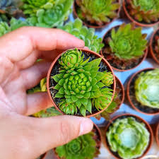 Attēlu rezultāti vaicājumam “Jovibarba globifera”