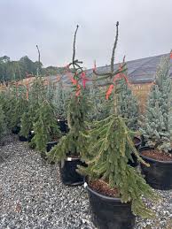 Attēlu rezultāti vaicājumam “Picea abies”