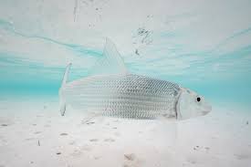 Image result for Albula glossodonta