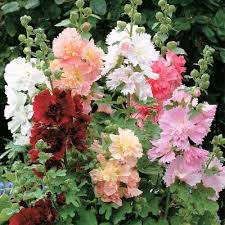 Image result for Alcea rosea `Appleblossom`