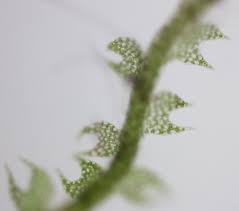 Attēlu rezultāti vaicājumam “Cephalozia loitlesbergeri”