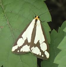 Attēlu rezultāti vaicājumam “Aphis confusa”