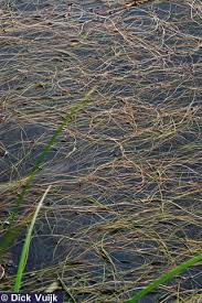 Attēlu rezultāti vaicājumam “Stuckenia filiformis flower”