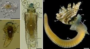 Attēlu rezultāti vaicājumam “Heterotrichia pomiformis (syn. Arcyria pomiformis)”