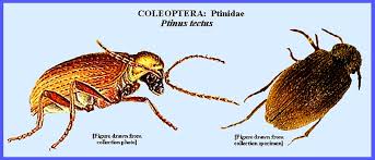 Attēlu rezultāti vaicājumam “Ptinus sp. male”