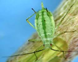 Attēlu rezultāti vaicājumam “Macrosiphoniella absinthii”