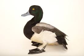 Image result for Aythya marila