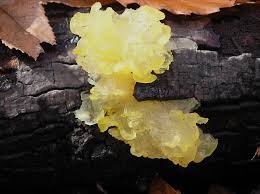 Attēlu rezultāti vaicājumam “Tremella mesenterica”