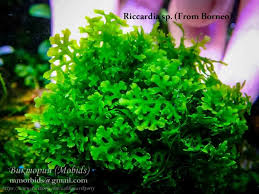 Attēlu rezultāti vaicājumam “Riccardia incurvata”