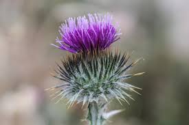 Image result for Onopordum acanthium