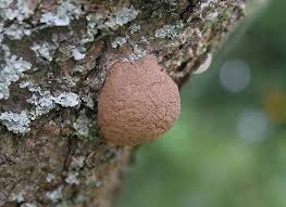 Attēlu rezultāti vaicājumam “Reticularia lycoperdon”