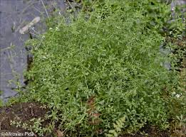 Attēlu rezultāti vaicājumam “Galium palustre fruit”