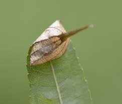 Attēlu rezultāti vaicājumam “Caloptilia stigmatella”