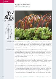 Attēlu rezultāti vaicājumam “Bryum pallescens”