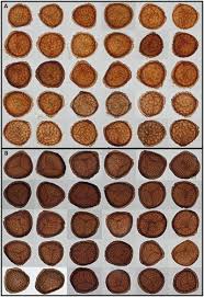 Attēlu rezultāti vaicājumam “Riccia glauca”