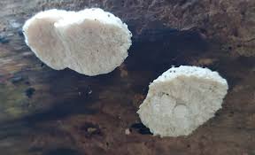 Attēlu rezultāti vaicājumam “Postia stiptica”