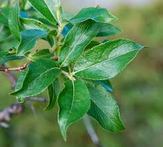 Attēlu rezultāti vaicājumam “Salix myrsinifolia male flower”