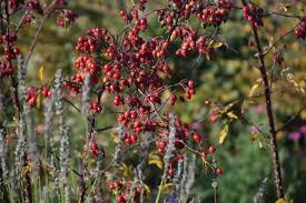 Attēlu rezultāti vaicājumam “Rosa glauca flower”