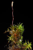 Attēlu rezultāti vaicājumam “Bryoerythrophyllum recurvirostrum sporophyte”