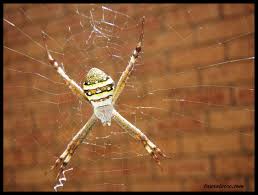Image result for st andrews cross spider