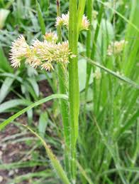 Attēlu rezultāti vaicājumam “Luzula luzuloides”