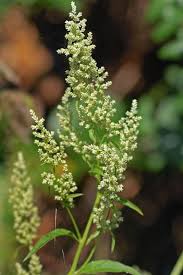 Attēlu rezultāti vaicājumam “Amaranthaceae”