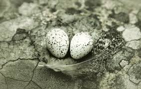 Attēlu rezultāti vaicājumam “Motacilla alba nest”