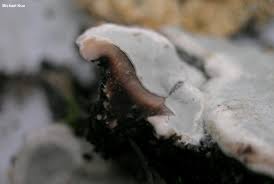 Attēlu rezultāti vaicājumam “Kretzschmaria deusta”