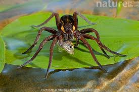Attēlu rezultāti vaicājumam “Dolomedes fimbriatus”