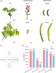Attēlu rezultāti vaicājumam “Juglans mandshurica female flower”