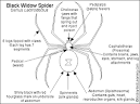 Black Widow Spider- EnchantedLearning.