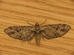 Attēlu rezultāti vaicājumam “Eupithecia exiguata”