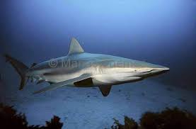 Image result for Carcharhinus brachyurus