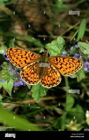 Attēlu rezultāti vaicājumam “Clossiana euphrosyne”