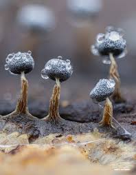 Attēlu rezultāti vaicājumam “Physarum ovisporum macro”