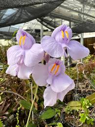 Image result for Utricularia