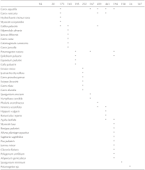 Attēlu rezultāti vaicājumam “Calliergon megalophyllum”