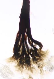 Attēlu rezultāti vaicājumam “Stemonitopsis hyperopta stalked”