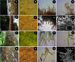 Attēlu rezultāti vaicājumam “Trentepohlia sp.”