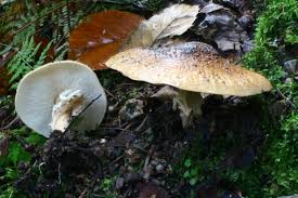 Attēlu rezultāti vaicājumam “Lepiota aspera”