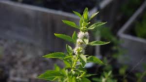 Attēlu rezultāti vaicājumam “Mentha arvensis flower”