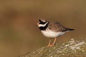 Attēlu rezultāti vaicājumam “Charadrius hiaticula adult”
