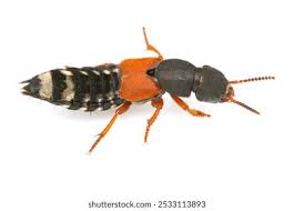 Attēlu rezultāti vaicājumam “Staphylinidae”