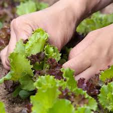 Image result for Pflücksalat