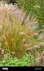 Attēlu rezultāti vaicājumam “Calamagrostis arundinacea”