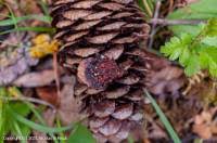 Attēlu rezultāti vaicājumam “Pucciniastrum areolatum”