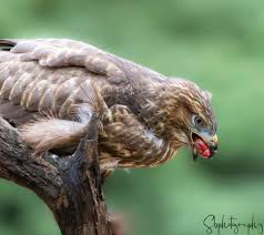 Attēlu rezultāti vaicājumam “Buteo buteo”