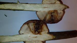 Attēlu rezultāti vaicājumam “Rabdophaga degeeri”