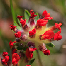 Attēlu rezultāti vaicājumam “Dactylorhiza majalis subsp. baltica bud”